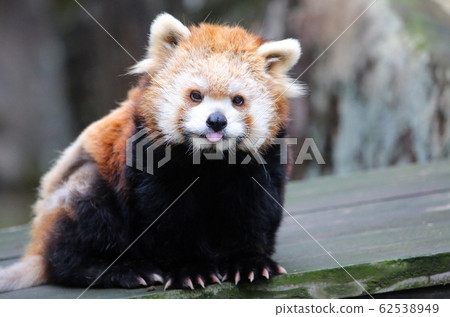 Lesser panda 62538949