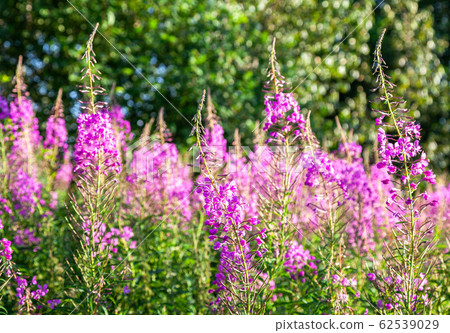 Pink-flowered Epilobium angustifolium blossom Pink-flowered Epilobium angustifolium blossom 62539029