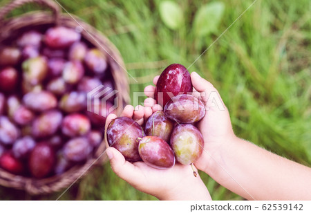 fresh plum in child hands top view fresh plum in child hands top view 62539142