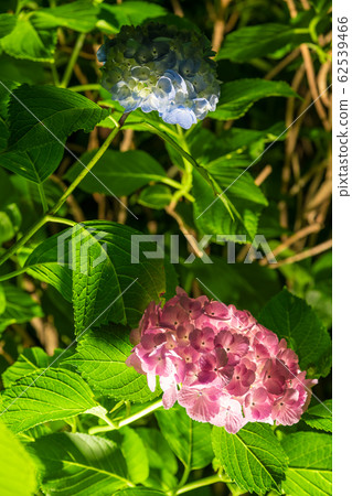 [Hydrangea Odawara Castle light up] 62539466