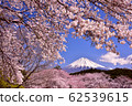 櫻花和富士山 62539615