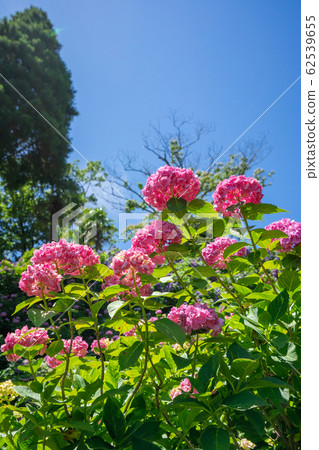 繡球 繡球 62539655