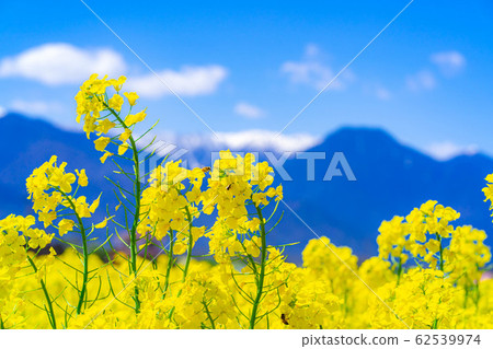 Rape blossoms, Northern Alps and blue sky [Nagano Prefecture] 62539974