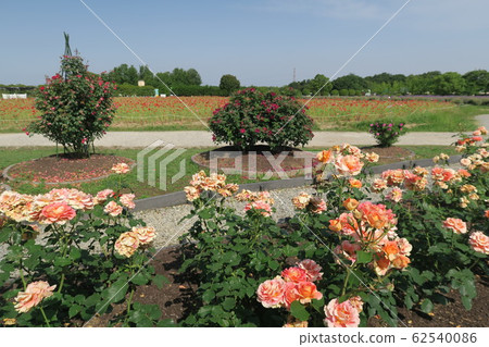 Izumi Recycle Environmental Park-Rose Garden- 62540086