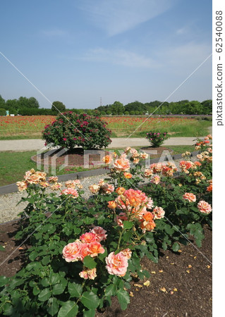 Izumi Recycle Environmental Park-Rose Garden- 62540088