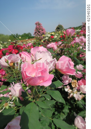 Izumi Recycle Environmental Park-Rose Garden- 62540101