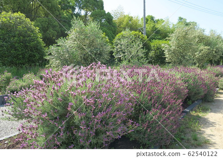 Izumi Recycling Environmental Park-Herb Garden- Izumi Recycling Environmental Park-Herb Garden- 62540122