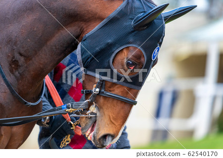 Racetrack horse face 62540170