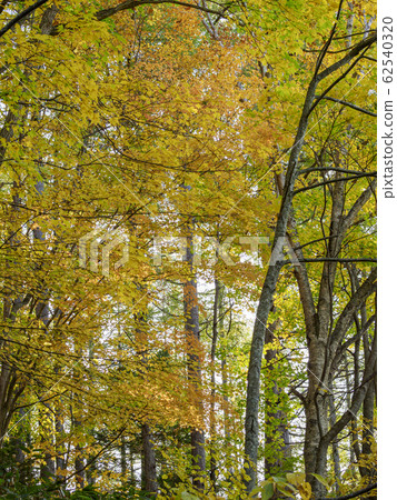 Inside the forest colored yellow 62540320