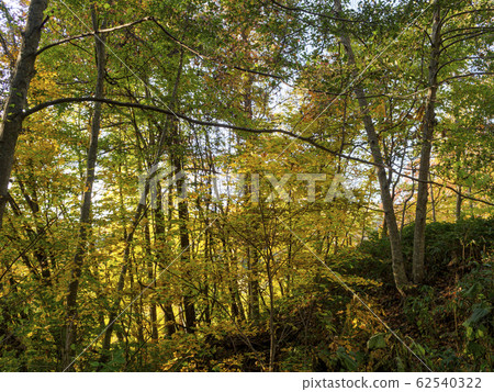 In the woods that turn yellow 62540322