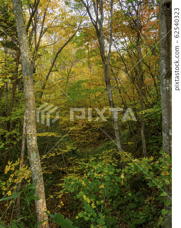 Vertical composition in a dense yellow forest 62540323