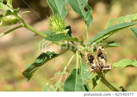 Thorax datura Thorax datura 62540377