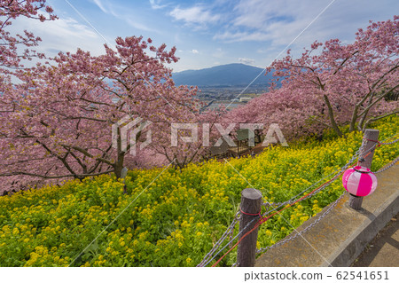 Matsuda Sakura Festival Kanagawa Prefecture Matsuda Town Hayasaki 62541651