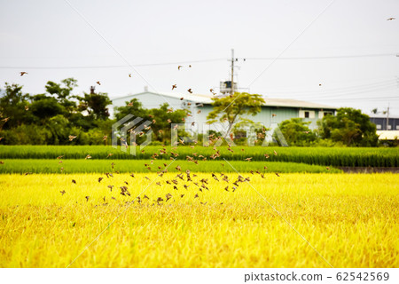 A flock of small birds flying over rice paddies. A flock of small birds flying over rice paddies. 62542569