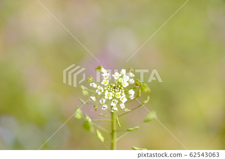 Nazna Nazna 62543063