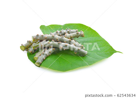 Tinospora crispa on white background Tinospora crispa on white background 62543634