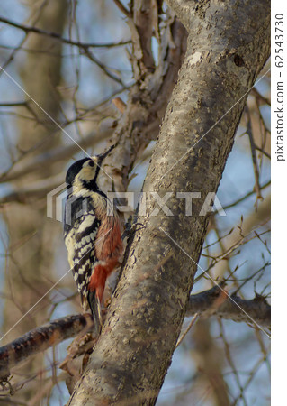 Giant Powder 62543730