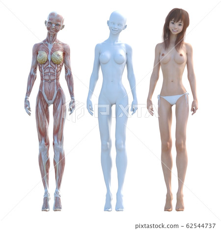肌肉標本女性成分相同姿勢perming3DCG插圖素材 62544737