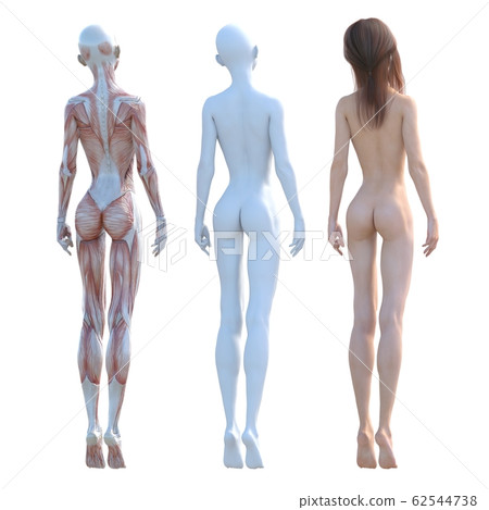 Muscle specimen female composition same pose perming3DCG illustration material 62544738