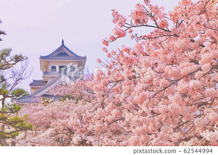 長濱城和櫻花 長濱城和櫻花 62544994