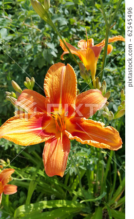 Beautiful bright Orange daylily on a sunny summer Beautiful bright Orange daylily on a sunny summer 62545496