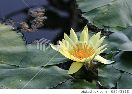 睡蓮花 62545518