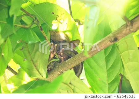 Tasha, Bohol, Philippines 62545535