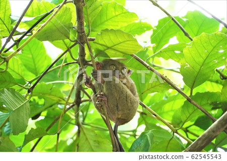 Tasha, Bohol, Philippines 62545543