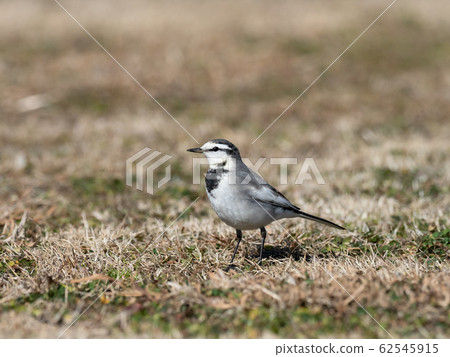 Hakusekirei in the field 62545915