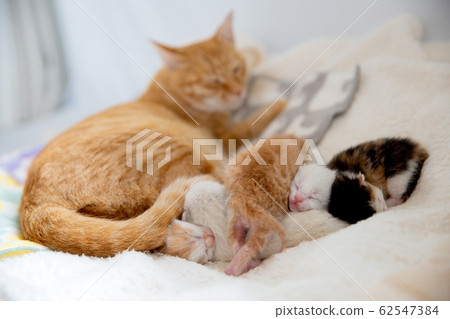 Cat, kitten, cat, cat family Cat, kitten, cat, cat family 62547384