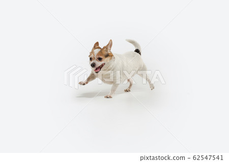 Studio shot of Chihuahua companion dog isolated on white studio background 62547541