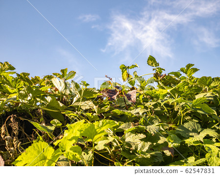 Weaving grapes against the blue sky with clouds. Weaving grapes against the blue sky with clouds. 62547831