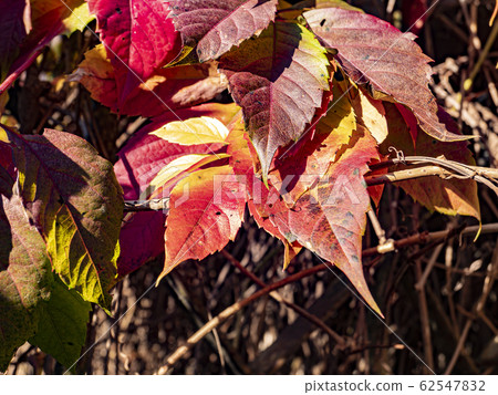 Red autumn leaves of a tree in the sun. Red autumn leaves of a tree in the sun. 62547832