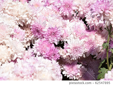 Beautiful pink and white chrysanthemum are blossom 62547895