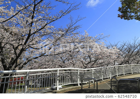 Higashi Ayase Park, Adachi-ku blue sky and cherry blossoms 62548710