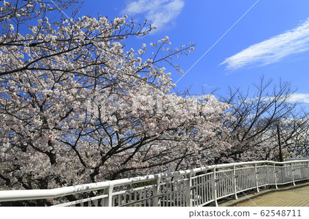 Higashi Ayase Park, Adachi-ku blue sky and cherry blossoms 62548711