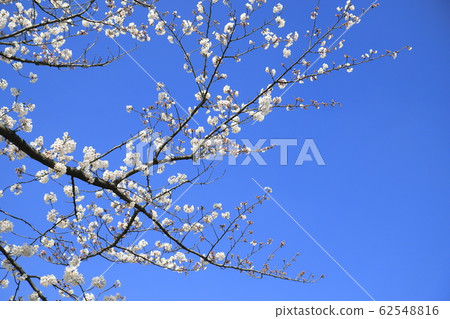 晴朗的天空和櫻花 62548816