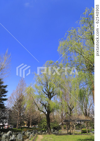 Clear sky and willow tree Clear sky and willow tree 62548908