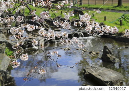Adachi-ku Higashi Ayase Park Cherry blossoms near Yazaemon Bridge 62549017