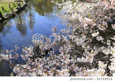 Adachi-ku Higashi Ayase Park在Yazaemon Bridge附近的櫻花 Adachi-ku Higashi Ayase Park在Yazaemon Bridge附近的櫻花 62549019