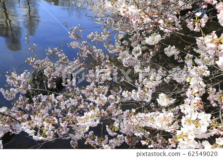Adachi-ku Higashi Ayase Park Cherry blossoms near Yazaemon Bridge Adachi-ku Higashi Ayase Park Cherry blossoms near Yazaemon Bridge 62549020