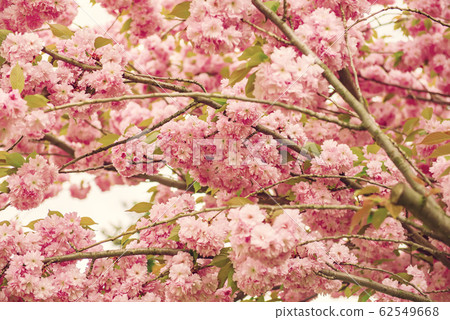Sakura flowers blooming 62549668