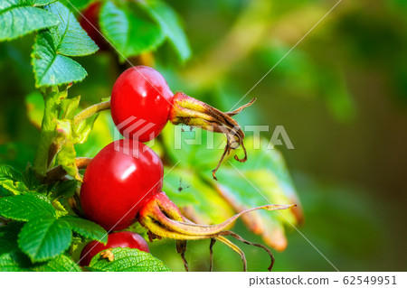 what is the name of the fruit of the dog rose