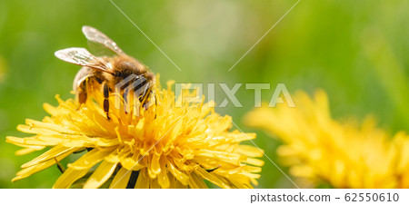 Honey bee covered with yellow pollen collecting 62550610