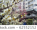 [東京]湯島天神/李子節 62552152