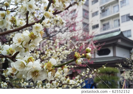 [東京]湯島天神/李子節 62552152