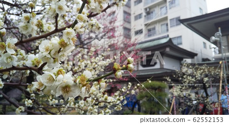 [東京]湯島天神梅花節 62552153