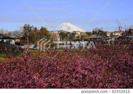 2月@ 46 Kanzu鎮Kawazu櫻花/ Kannami櫻花節和富士山/ Kanan櫻花（Kawazu櫻花） 62552618