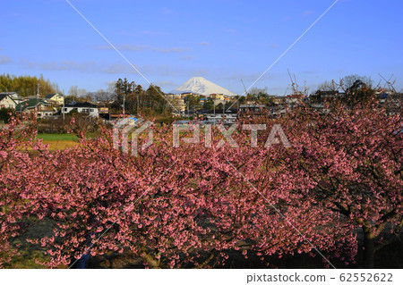 February @ 42 Kawazu Sakura / Kannami Cherry Blossom Festival and Mt. Fuji / Kannan Sakura (Kawazu Sakura) 62552622