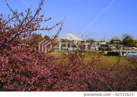 2月：41川津櫻花節/關南櫻花節和富士山/關南櫻花節（川津櫻） 62552623